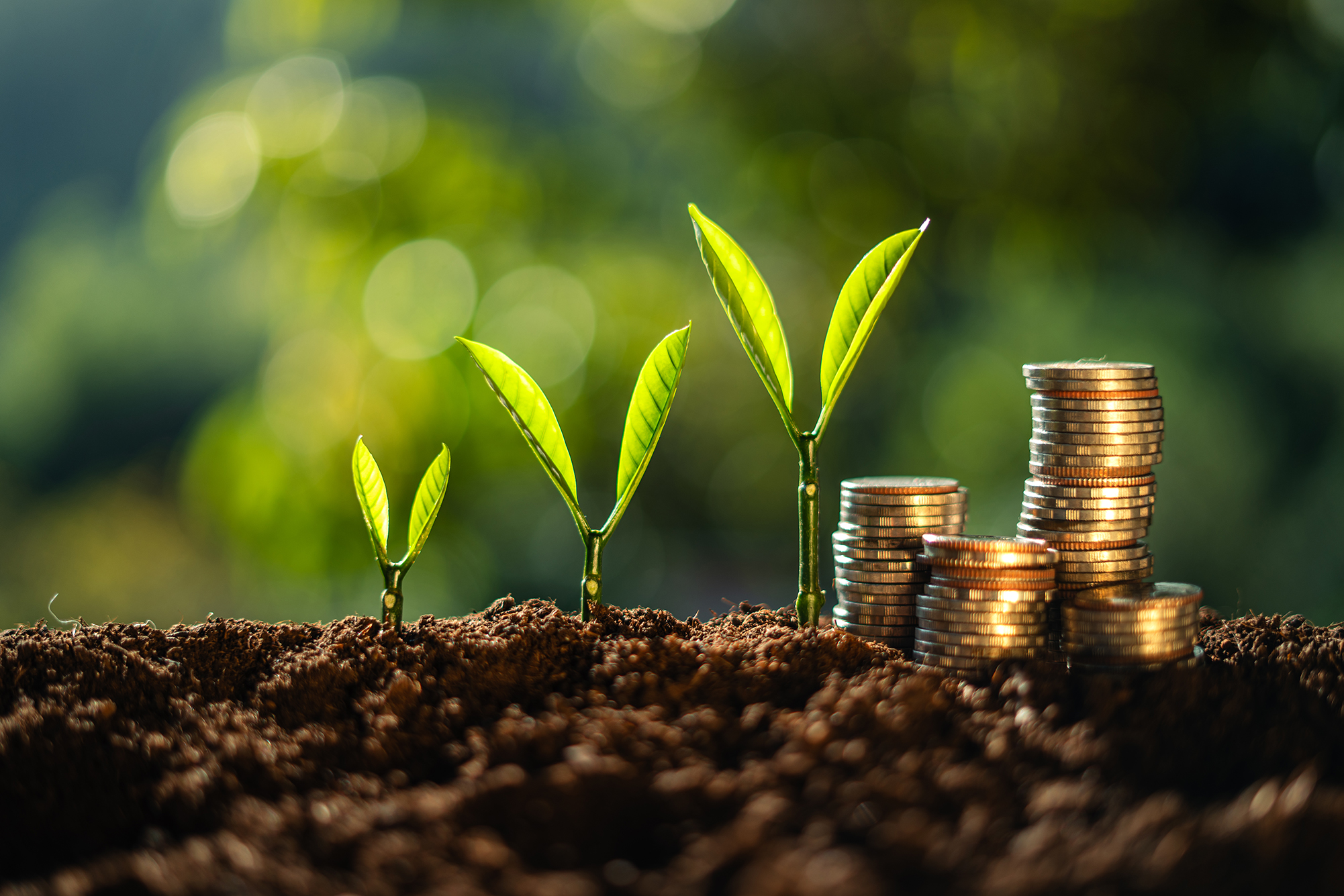 money and tree grow up to saving money concept 2023 12 06 16 22 46 utc